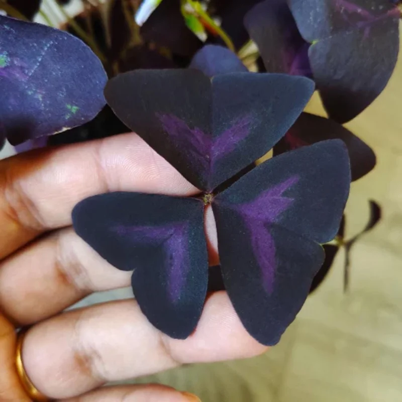 Set of 2 Purple Oxalis Live Plants, 4-7 Inch Dark Purple Shamrock, Indoor/Outdoor Set of 2 Purple Oxalis Live Plants, 4-7 Inch Dark Purple Shamrock, Indoor/Outdoor - Image 5