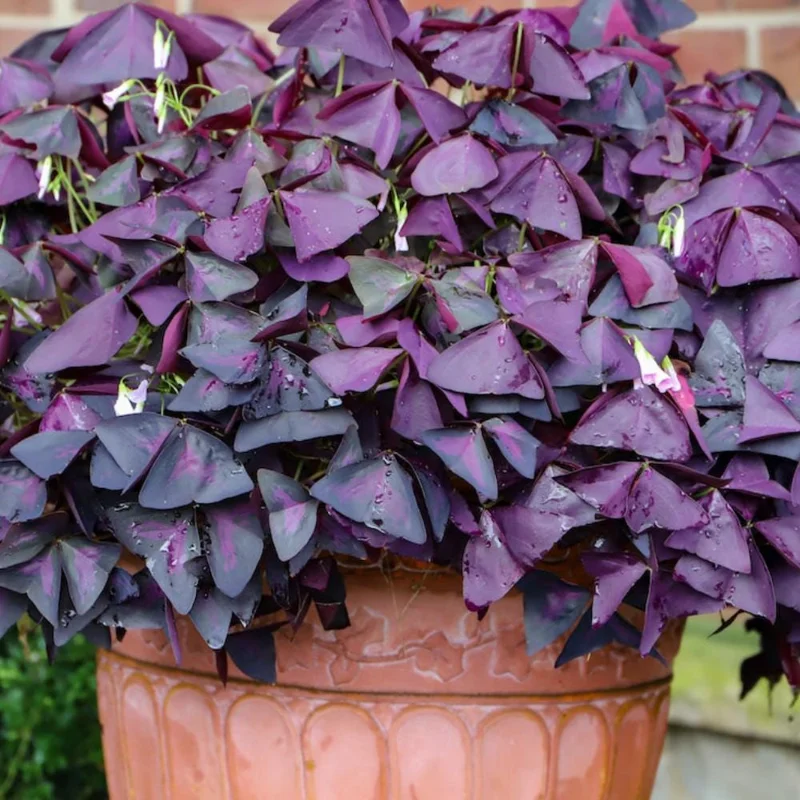 Set of 2 Purple Oxalis Live Plants, 4-7 Inch Dark Purple Shamrock, Indoor/Outdoor Set of 2 Purple Oxalis Live Plants, 4-7 Inch Dark Purple Shamrock, Indoor/Outdoor - Image 6