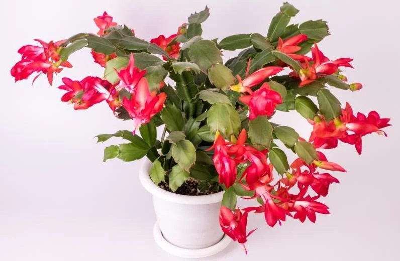 Set of 2 Red Christmas Cactus Live Plants, Schlumbergera, 4 Inch Pot, Indoor Set of 2 Red Christmas Cactus Live Plants, Schlumbergera, 4 Inch Pot, Indoor - Image 2