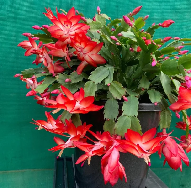 Set of 2 Red Christmas Cactus Live Plants, Schlumbergera, 4 Inch Pot, Indoor Set of 2 Red Christmas Cactus Live Plants, Schlumbergera, 4 Inch Pot, Indoor - Image 3