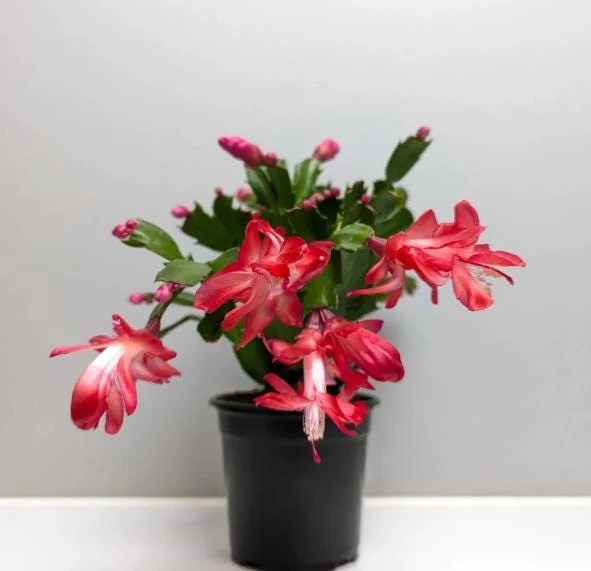 Set of 2 Red Christmas Cactus Live Plants, Schlumbergera, 4 Inch Pot, Indoor Set of 2 Red Christmas Cactus Live Plants, Schlumbergera, 4 Inch Pot, Indoor - Image 4