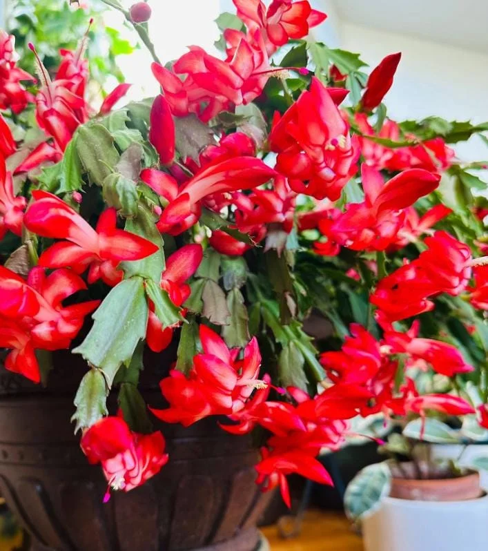 Set of 2 Red Christmas Cactus Live Plants, Schlumbergera, 4 Inch Pot, Indoor Set of 2 Red Christmas Cactus Live Plants, Schlumbergera, 4 Inch Pot, Indoor - Image 5