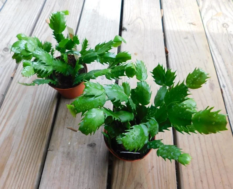 Set of 2 Red Christmas Cactus Live Plants, Schlumbergera, 4 Inch Pot, Indoor Set of 2 Red Christmas Cactus Live Plants, Schlumbergera, 4 Inch Pot, Indoor - Image 6