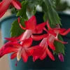 Set of 2 Red Christmas Cactus Live Plants, Schlumbergera, 4 Inch Pot, Indoor - Image 1