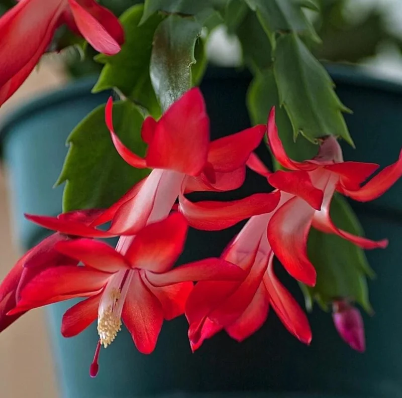 Set of 2 Red Christmas Cactus Live Plants, Schlumbergera, 4 Inch Pot, Indoor Set of 2 Red Christmas Cactus Live Plants, Schlumbergera, 4 Inch Pot, Indoor - Image 1