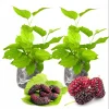 Set of 2 Red Mulberry Live Plants, Fruit Trees, 4-6 Inch Tall, Rooted - Image 1
