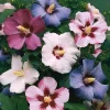 Set of 2 Rose of Sharon Bareroot Shrubs, Althea Mix, Hardy Outdoor, 6-12 Tall - Image 1
