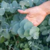 Set of 2 Silver Dollar Eucalyptus Live Plants - 3-5 Inch Tall - Aromatic Foliage Set of 2 Silver Dollar Eucalyptus Live Plants - 3-5 Inch Tall - Aromatic Foliage - Image 1