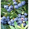 Set of 2 Sunshine Blueberry Live Plants, 4-8 Inch Tall, Compact Sweet Bush Set of 2 Sunshine Blueberry Live Plants, 4-8 Inch Tall, Compact Sweet Bush - Image 1