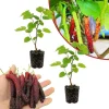Set of 2 Sweet Mulberry Live Plants – 6-8 Inches Tall – Outdoor Fruiting Tree - Image 1