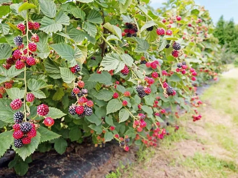 Set of 2 Sweetie Pie Thornless Blackberry Live Plants - 4-10" Tall - Outdoor Berry Bush Set of 2 Sweetie Pie Thornless Blackberry Live Plants - 4-10" Tall - Outdoor Berry Bush - Image 2