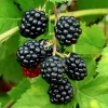 Set of 2 Sweetie Pie Thornless Blackberry Live Plants - 4-10" Tall - Outdoor Berry Bush - Image 1