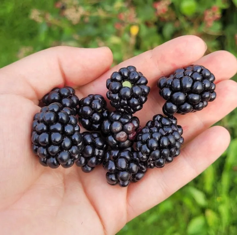 Set of 2 Sweetie Pie Thornless Blackberry Live Plants - 4-10" Tall - Outdoor Berry Bush Set of 2 Sweetie Pie Thornless Blackberry Live Plants - 4-10" Tall - Outdoor Berry Bush - Image 3