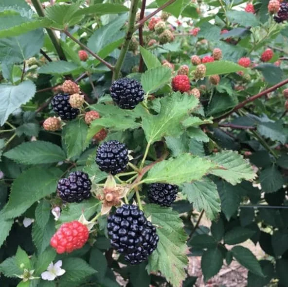 Set of 2 Sweetie Pie Thornless Blackberry Live Plants - 4-10" Tall - Outdoor Berry Bush Set of 2 Sweetie Pie Thornless Blackberry Live Plants - 4-10" Tall - Outdoor Berry Bush - Image 4