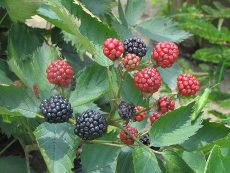 Set of 2 Sweetie Pie Thornless Blackberry Live Plants - 4-10" Tall - Outdoor Berry Bush Set of 2 Sweetie Pie Thornless Blackberry Live Plants - 4-10" Tall - Outdoor Berry Bush - Image 6