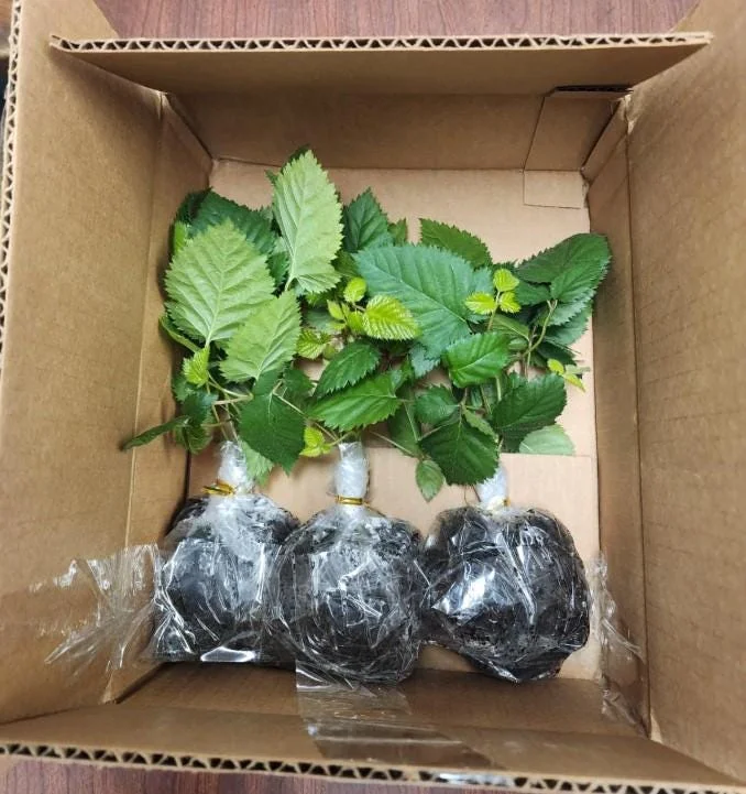 Set of 2 Sweetie Pie Thornless Blackberry Live Plants - 4-10" Tall - Outdoor Berry Bush Set of 2 Sweetie Pie Thornless Blackberry Live Plants - 4-10" Tall - Outdoor Berry Bush - Image 7