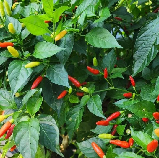 Set of 2 Tabasco Pepper Live Plants, Hot Chili for Outdoor Garden, 4-6 Inch Tall Set of 2 Tabasco Pepper Live Plants, Hot Chili for Outdoor Garden, 4-6 Inch Tall - Image 2
