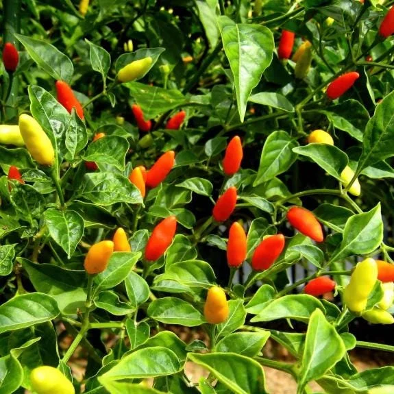 Set of 2 Tabasco Pepper Live Plants, Hot Chili for Outdoor Garden, 4-6 Inch Tall Set of 2 Tabasco Pepper Live Plants, Hot Chili for Outdoor Garden, 4-6 Inch Tall - Image 3