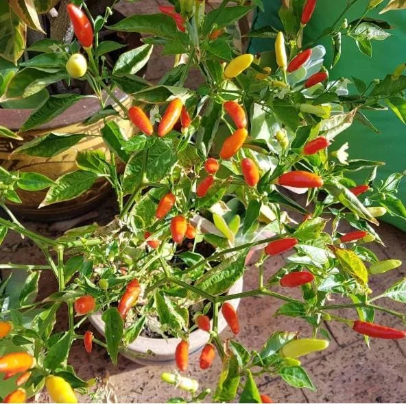 Set of 2 Tabasco Pepper Live Plants, Hot Chili for Outdoor Garden, 4-6 Inch Tall Set of 2 Tabasco Pepper Live Plants, Hot Chili for Outdoor Garden, 4-6 Inch Tall - Image 4