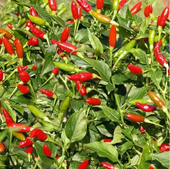 Set of 2 Tabasco Pepper Live Plants, Hot Chili for Outdoor Garden, 4-6 Inch Tall Set of 2 Tabasco Pepper Live Plants, Hot Chili for Outdoor Garden, 4-6 Inch Tall - Image 5