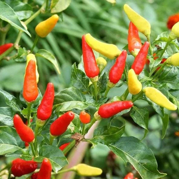 Set of 2 Tabasco Pepper Live Plants, Hot Chili for Outdoor Garden, 4-6 Inch Tall Set of 2 Tabasco Pepper Live Plants, Hot Chili for Outdoor Garden, 4-6 Inch Tall - Image 6