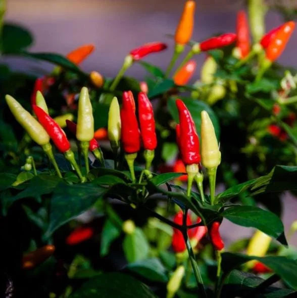 Set of 2 Tabasco Pepper Live Plants, Hot Chili for Outdoor Garden, 4-6 Inch Tall Set of 2 Tabasco Pepper Live Plants, Hot Chili for Outdoor Garden, 4-6 Inch Tall - Image 7