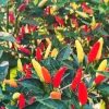 Set of 2 Tabasco Pepper Live Plants, Hot Chili for Outdoor Garden, 4-6 Inch Tall - Image 1