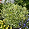 Set of 2 Variegated Swedish Ivy Live Plants, Aurea, 4-8 Inch Plectranthus Starter for Indoor/Outdoor Set of 2 Variegated Swedish Ivy Live Plants, Aurea, 4-8 Inch Plectranthus Starter for Indoor/Outdoor - Image 1