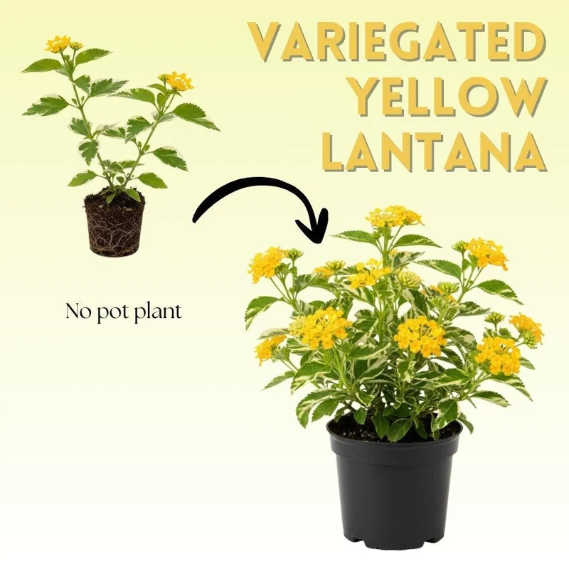 Set of 2 Variegated Yellow Lantana Live Plants 6-10 Inches Tall - Outdoor Perennials - Image 2