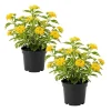 Set of 2 Variegated Yellow Lantana Live Plants 6-10 Inches Tall - Outdoor Perennials - Image 1