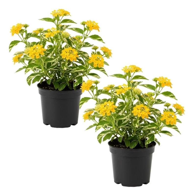 Set of 2 Variegated Yellow Lantana Live Plants 6-10 Inches Tall - Outdoor Perennials - Image 1