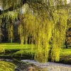 Set of 2 Weeping Willow Tree Bare Roots - 2-3 Ft Tall, Live Plants, Cold-Hardy, Outdoor Set of 2 Weeping Willow Tree Bare Roots - 2-3 Ft Tall, Live Plants, Cold-Hardy, Outdoor - Image 1