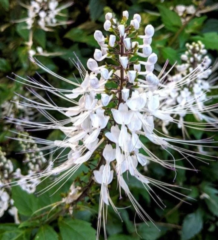 Set of 2 White Cat Whiskers Live Plants - Orthosiphon aristatus - 4-6" Tall - Image 1