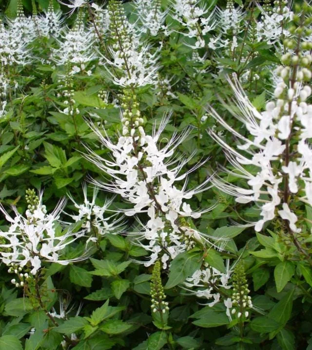 Set of 2 White Cat Whiskers Live Plants - Orthosiphon aristatus - 4-6" Tall - Image 2