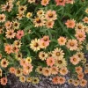 Set of 2 Zinnia Profusion Apricot Live Plug Plants - 2-5 Inch Tall - Outdoor Flowers - Image 1