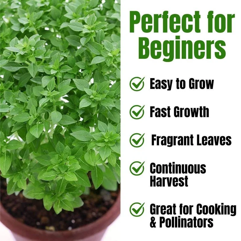 Set of 3 Greek Basil Live Herb Plants, 3-6 Inches Tall, Fragrant Culinary Mint, Indoor/Outdoor - Image 2