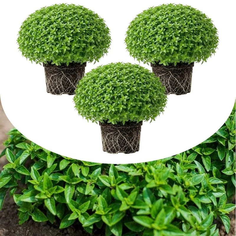 Set of 3 Greek Basil Live Herb Plants, 3-6 Inches Tall, Fragrant Culinary Mint, Indoor/Outdoor - Image 1