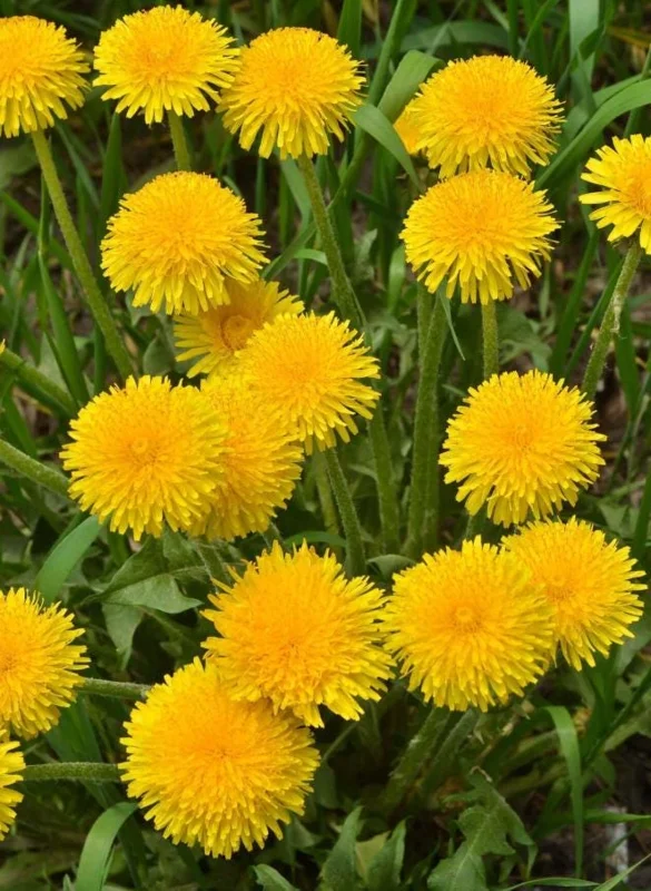 Set of 3 Live Dandelion Plants – Taraxacum officinale – Edible Herb in 4 Inch Pots Set of 3 Live Dandelion Plants – Taraxacum officinale – Edible Herb in 4 Inch Pots - Image 2
