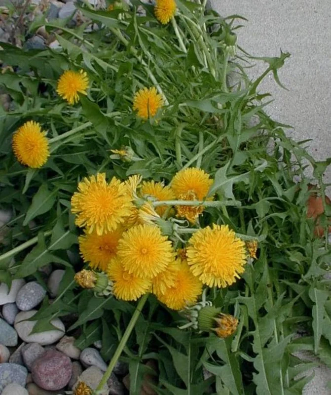 Set of 3 Live Dandelion Plants – Taraxacum officinale – Edible Herb in 4 Inch Pots Set of 3 Live Dandelion Plants – Taraxacum officinale – Edible Herb in 4 Inch Pots - Image 3