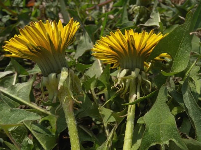 Set of 3 Live Dandelion Plants – Taraxacum officinale – Edible Herb in 4 Inch Pots Set of 3 Live Dandelion Plants – Taraxacum officinale – Edible Herb in 4 Inch Pots - Image 4