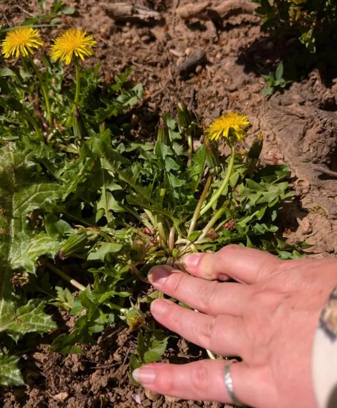 Set of 3 Live Dandelion Plants – Taraxacum officinale – Edible Herb in 4 Inch Pots Set of 3 Live Dandelion Plants – Taraxacum officinale – Edible Herb in 4 Inch Pots - Image 6