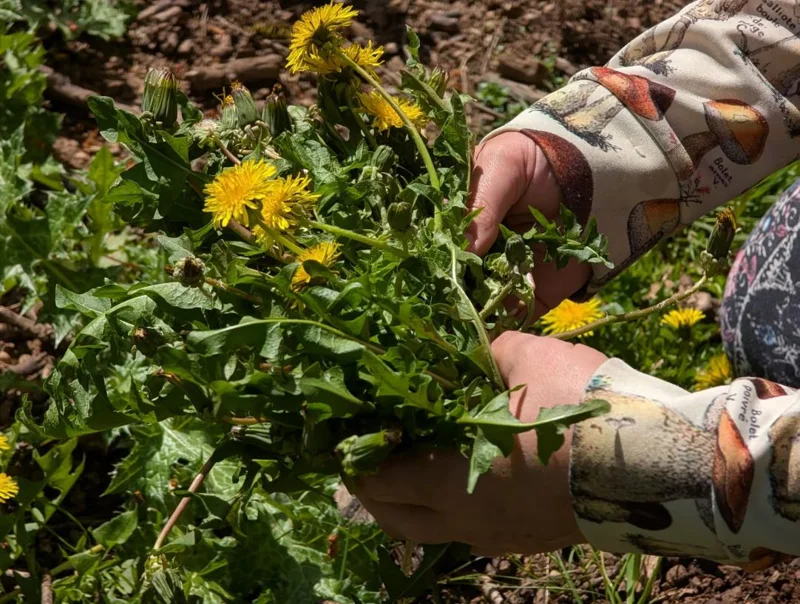 Set of 3 Live Dandelion Plants – Taraxacum officinale – Edible Herb in 4 Inch Pots Set of 3 Live Dandelion Plants – Taraxacum officinale – Edible Herb in 4 Inch Pots - Image 7
