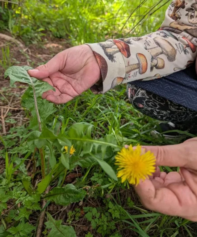 Set of 3 Live Dandelion Plants – Taraxacum officinale – Edible Herb in 4 Inch Pots Set of 3 Live Dandelion Plants – Taraxacum officinale – Edible Herb in 4 Inch Pots - Image 8