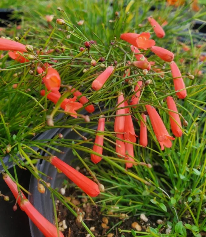 Set of 3 Red Firecracker Plant Live Plants - 5-9" Tall Russelia equisetiformis - Cascading Flower Vine for Hanging Baskets - Image 2