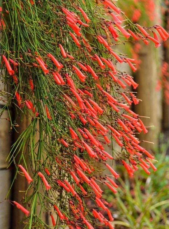 Set of 3 Red Firecracker Plant Live Plants - 5-9" Tall Russelia equisetiformis - Cascading Flower Vine for Hanging Baskets Set of 3 Red Firecracker Plant Live Plants - 5-9" Tall Russelia equisetiformis - Cascading Flower Vine for Hanging Baskets - Image 3