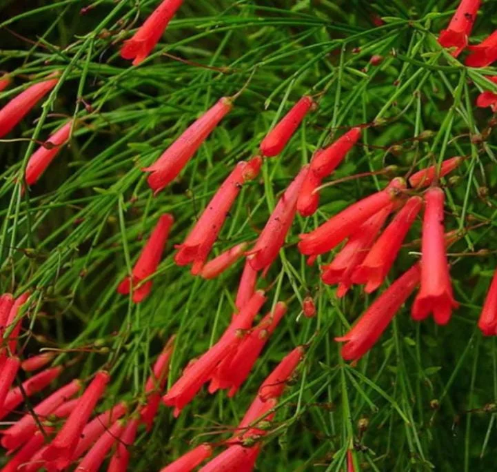 Set of 3 Red Firecracker Plant Live Plants - 5-9" Tall Russelia equisetiformis - Cascading Flower Vine for Hanging Baskets Set of 3 Red Firecracker Plant Live Plants - 5-9" Tall Russelia equisetiformis - Cascading Flower Vine for Hanging Baskets - Image 4