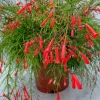 Set of 3 Red Firecracker Plant Live Plants - 5-9" Tall Russelia equisetiformis - Cascading Flower Vine for Hanging Baskets Set of 3 Red Firecracker Plant Live Plants - 5-9" Tall Russelia equisetiformis - Cascading Flower Vine for Hanging Baskets - Image 1