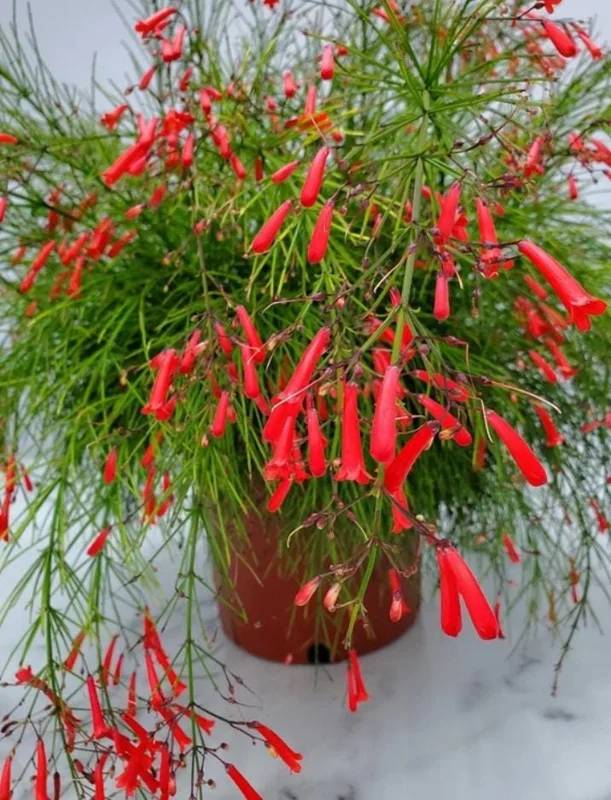 Set of 3 Red Firecracker Plant Live Plants - 5-9" Tall Russelia equisetiformis - Cascading Flower Vine for Hanging Baskets - Image 1