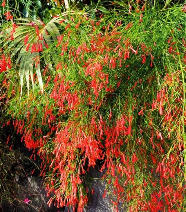 Set of 3 Red Firecracker Plant Live Plants - 5-9" Tall Russelia equisetiformis - Cascading Flower Vine for Hanging Baskets Set of 3 Red Firecracker Plant Live Plants - 5-9" Tall Russelia equisetiformis - Cascading Flower Vine for Hanging Baskets - Image 5