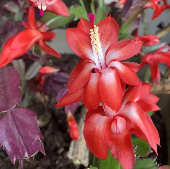 Set of 3 Red Thanksgiving Cactus Live Plants – 2 Inch Pots, 7 Inch Tall Holiday Cacti Set of 3 Red Thanksgiving Cactus Live Plants – 2 Inch Pots, 7 Inch Tall Holiday Cacti - Image 2